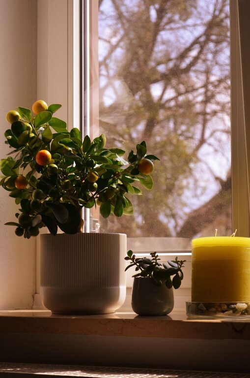 How to Refresh Your Home with Plants: A Beginner’s Guide to Green Living